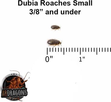 Show full view: ABDragons Live Dubia Roaches Mixed Mixe Sized Reptile Food, 350 count & 1-oz gel, Medium slide 4 of 8