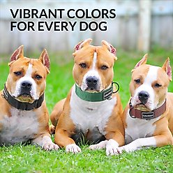 CollarDirect Double-Layered Nylon Standard Dog Collar, Green, Small: 11 to 15-in neck, 1-in wide slide 2 of 6