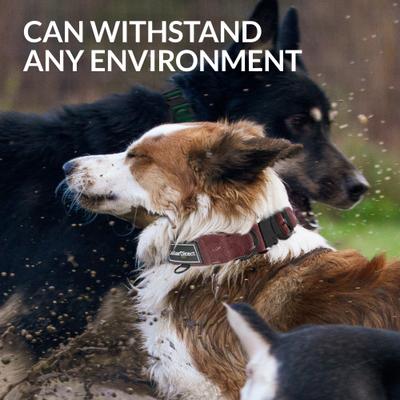 Show full view: CollarDirect Double-Layered Nylon Standard Dog Collar, Rust, Large: 15 to 23-in neck, 1.5-in wide slide 4 of 7