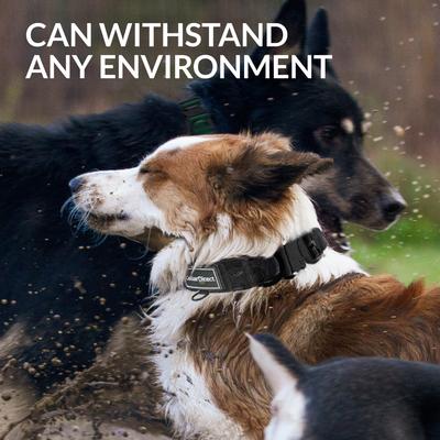 Show full view: CollarDirect Double-Layered Nylon Standard Dog Collar, Black, Large: 15 to 23-in neck, 1.5-in wide slide 4 of 7