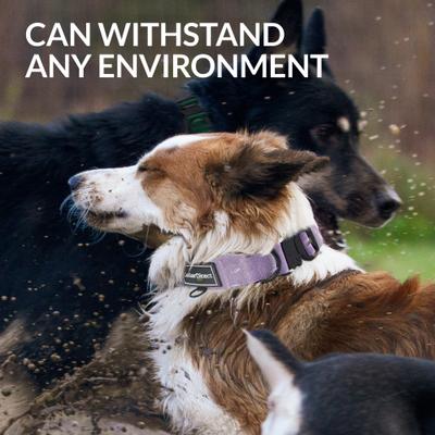 Show full view: CollarDirect Double-Layered Nylon Standard Dog Collar, Lilac, Large: 15 to 23-in neck, 1.5-in wide slide 4 of 7