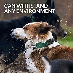 CollarDirect Double-Layered Nylon Standard Dog Collar, Green, Large: 15 to 23-in neck, 1.5-in wide slide 2 of 6