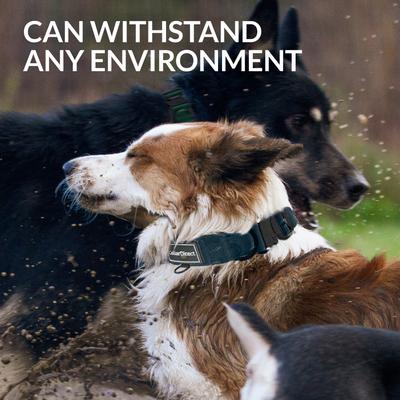 Show full view: CollarDirect Double-Layered Nylon Standard Dog Collar, Dark Blue, Medium: 14 to 20-in neck, 1-in wide slide 5 of 8