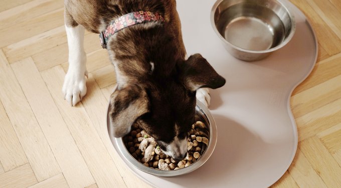 Hill's Science Diet Adult Salmon & Brown Rice Recipe Dry Dog Food
