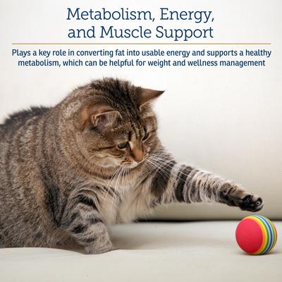 Show full view: Rx Vitamins LiquiCarn Liquid Heart Supplement for Cats & Dogs, 4-fl oz bottle slide 6 of 7