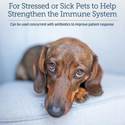 Show full view: Rx Vitamins Immuno Capsules Immune Supplement for Cats & Dogs, 60 count slide 5 of 9