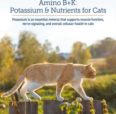 Show full view: Rx Vitamins Amino B + K Liquid Kidney Supplement for Cats, 4-fl oz bottle slide 4 of 7