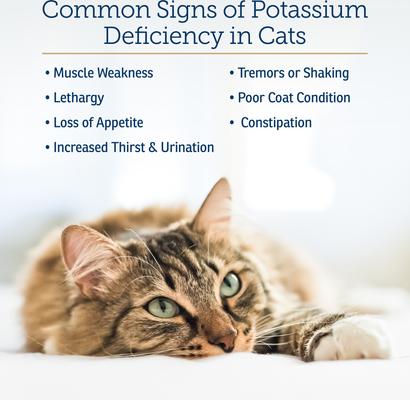 Show full view: Rx Vitamins Amino B + K Liquid Kidney Supplement for Cats, 4-fl oz bottle slide 5 of 7