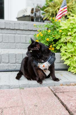 Show full view: Doggy Tales Realtree 2X Sport Dog Harness, Snow, Small slide 4 of 6