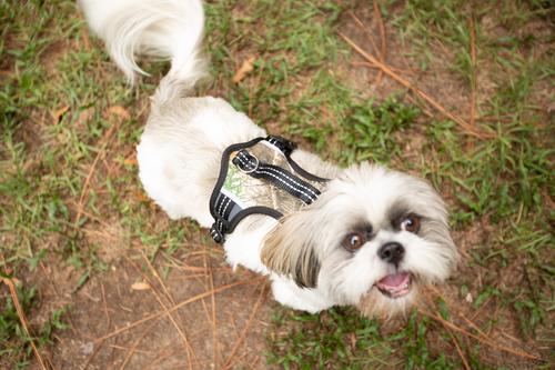 Show full view: Doggy Tales Realtree 2X Sport Dog Harness, Snow, Small slide 6 of 6
