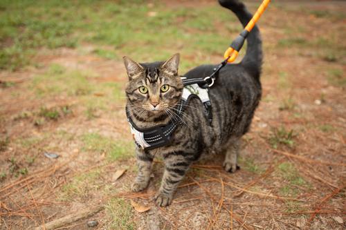 Show full view: Doggy Tales Realtree 2X Sport Dog Harness, Snow, Small slide 5 of 6