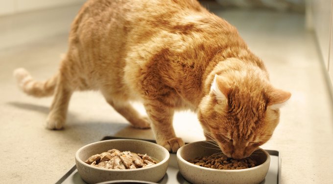 Hill's Science Diet Adult Chicken Recipe Dry Cat Food