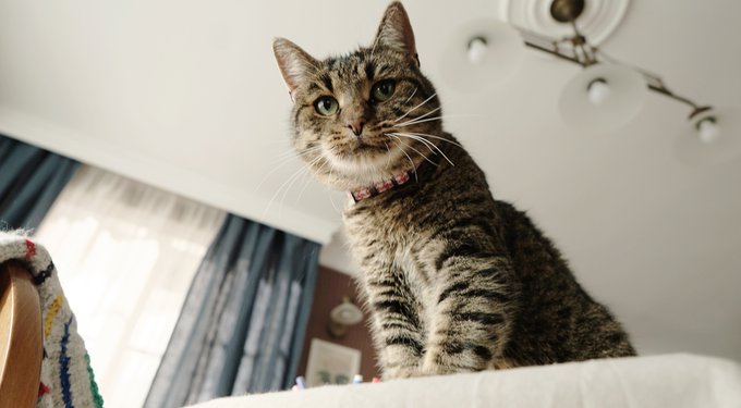 Hill's Science Diet Adult Chicken Recipe Dry Cat Food
