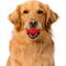 Show in main carousel: Playology Beef Scented Dual Layer Ball Dog Toy, Jumbo slide 3 of 8