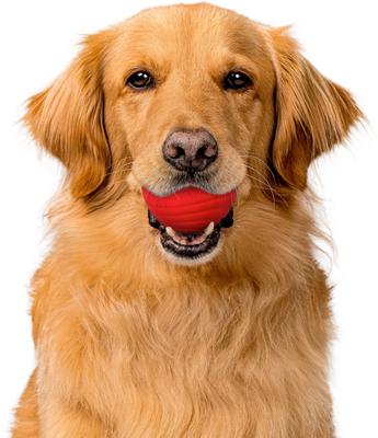 Show full view: Playology Beef Scented Dual Layer Ball Dog Toy, Jumbo slide 3 of 8