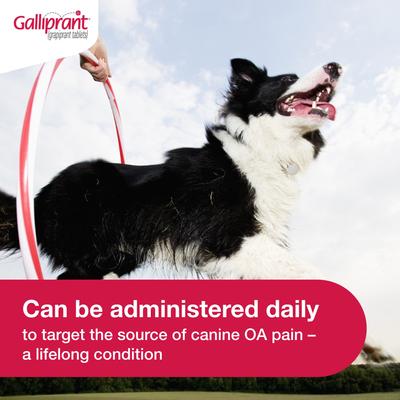 Show full view: Galliprant (grapiprant) Tablets for Dogs, 60-mg, 90 tablets slide 4 of 11