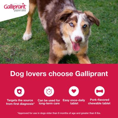 Show full view: Galliprant (grapiprant) Tablets for Dogs, 60-mg, 1 tablet slide 3 of 10