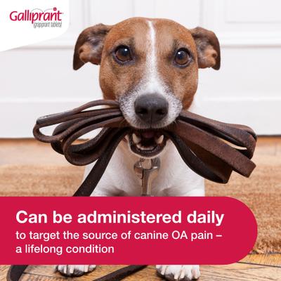 Show full view: Galliprant (grapiprant) Tablets for Dogs, 20-mg, 30 tablets slide 6 of 11