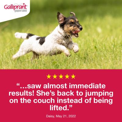 Show full view: Galliprant (grapiprant) Tablets for Dogs, 20-mg, 30 tablets slide 8 of 11