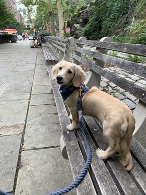 Show full view: Sassy Woof Rope Dog Leash, Nautical slide 6 of 7