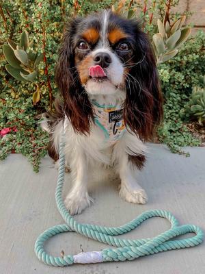 Show full view: Sassy Woof Rope Dog Leash, Mint to Be slide 6 of 7