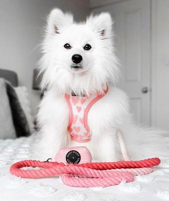 Show full view: Sassy Woof Rope Dog Leash, Ombre Pink slide 6 of 7