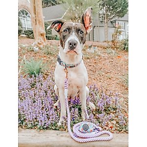 Sassy Woof Rope Dog Leash, Lavender