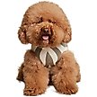 Show in main carousel: Barefoot Dreams CozyChic Cotton Classic Stripe Dog Sweater, Eucalyptus/Cream, X-Large slide 2 of 5