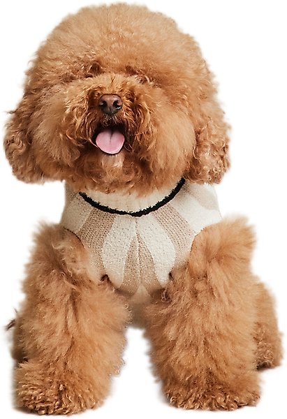 Show full view: Barefoot Dreams CozyChic Cotton Classic Stripe Dog Sweater, Oatmeal/Cream, XX-Large slide 3 of 6