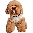Show in main carousel: Barefoot Dreams CozyChic Cotton Classic Stripe Dog Sweater, Oatmeal/Cream, XX-Large slide 3 of 6