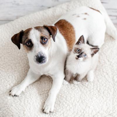 Show full view: Pets Know Best Dog & Cat Hair Remover Brush slide 5 of 9