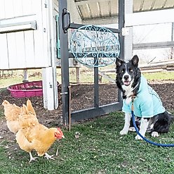 Wrangler Rope Dog Lead, Blue, X-Small/ Small: 6-ft long, 3/8-in wide slide 2 of 6