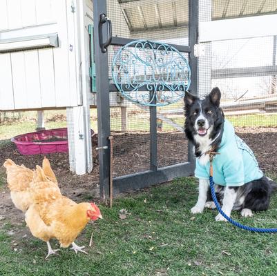 Show full view: Wrangler Rope Dog Lead, Blue, Medium/X-Large: 4-ft long, 5/8-in wide slide 5 of 6