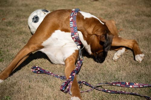 Show full view: Country Brook Petz Spirit of '76 Dog Leash, Medium: 6-ft long, 5/8-in wide slide 3 of 6