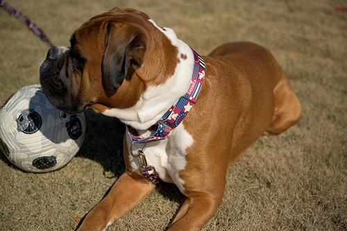 Show full view: Country Brook Petz Spirit of '76 Martingale Dog Collar, Large: 18 to 26-in neck, 1-in wide slide 3 of 7