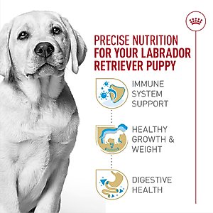 Royal Canin Breed Health Nutrition Labrador Retriever Puppy Dry Dog Food, 30-lb bag
