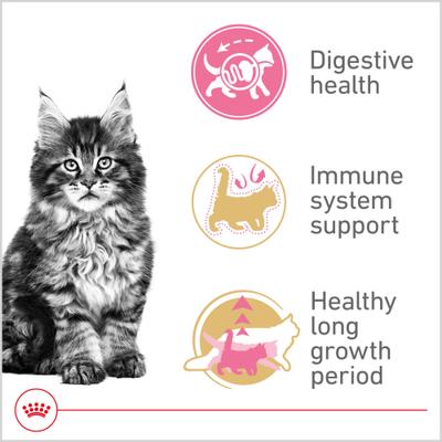 Show full view: Royal Canin Feline Breed Nutrition Maine Coon Kitten Dry Cat Food, 3-lb bag slide 5 of 13