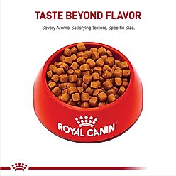 Royal Canin Feline Breed Nutrition Maine Coon Kitten Dry Cat Food, 3-lb bag slide 2 of 8