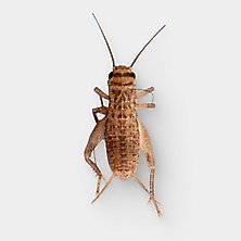 Live Crickets