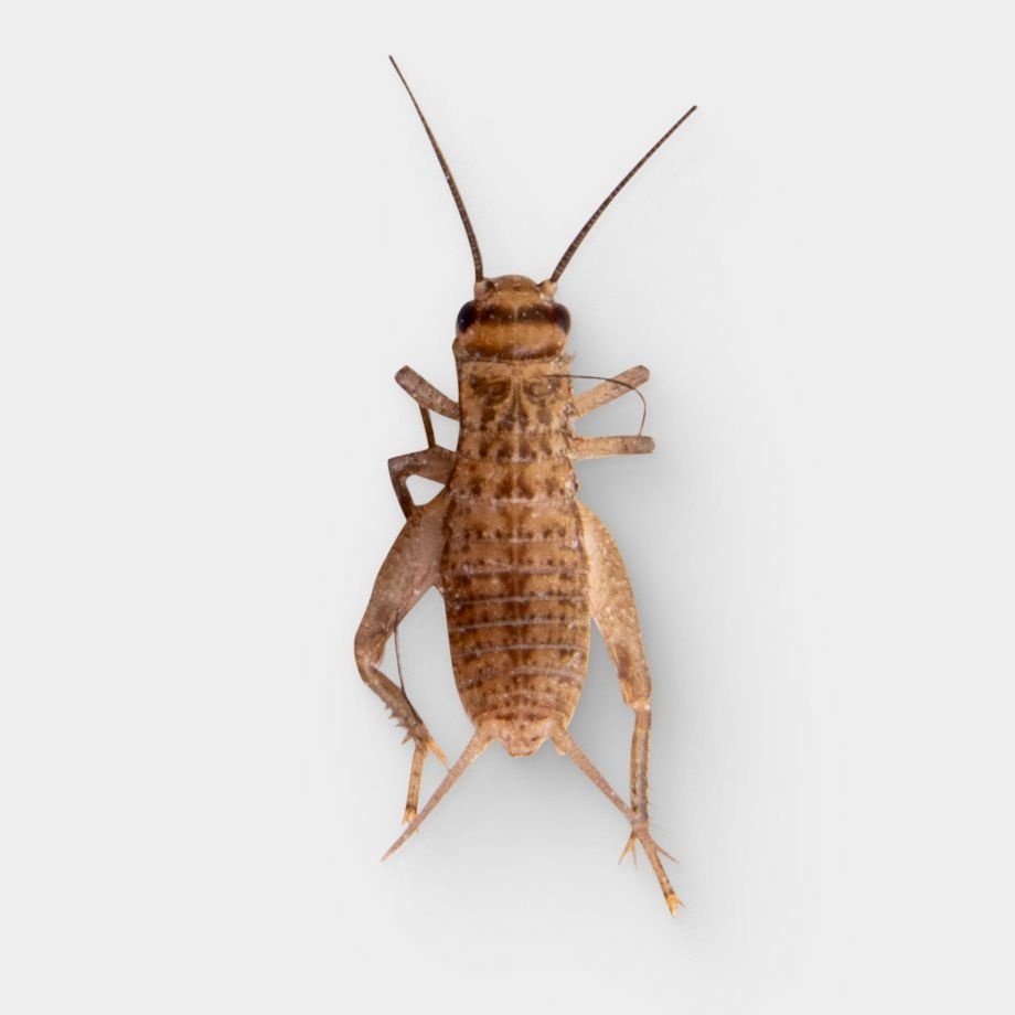 Live Feeder Bugs & Insects | Chewy