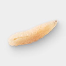 Live Waxworms