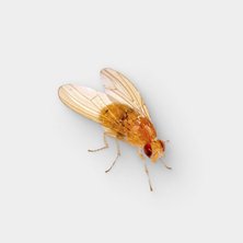 Live Fruit Fly Cultures
