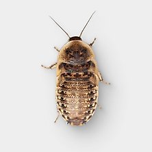Live Dubia Roaches