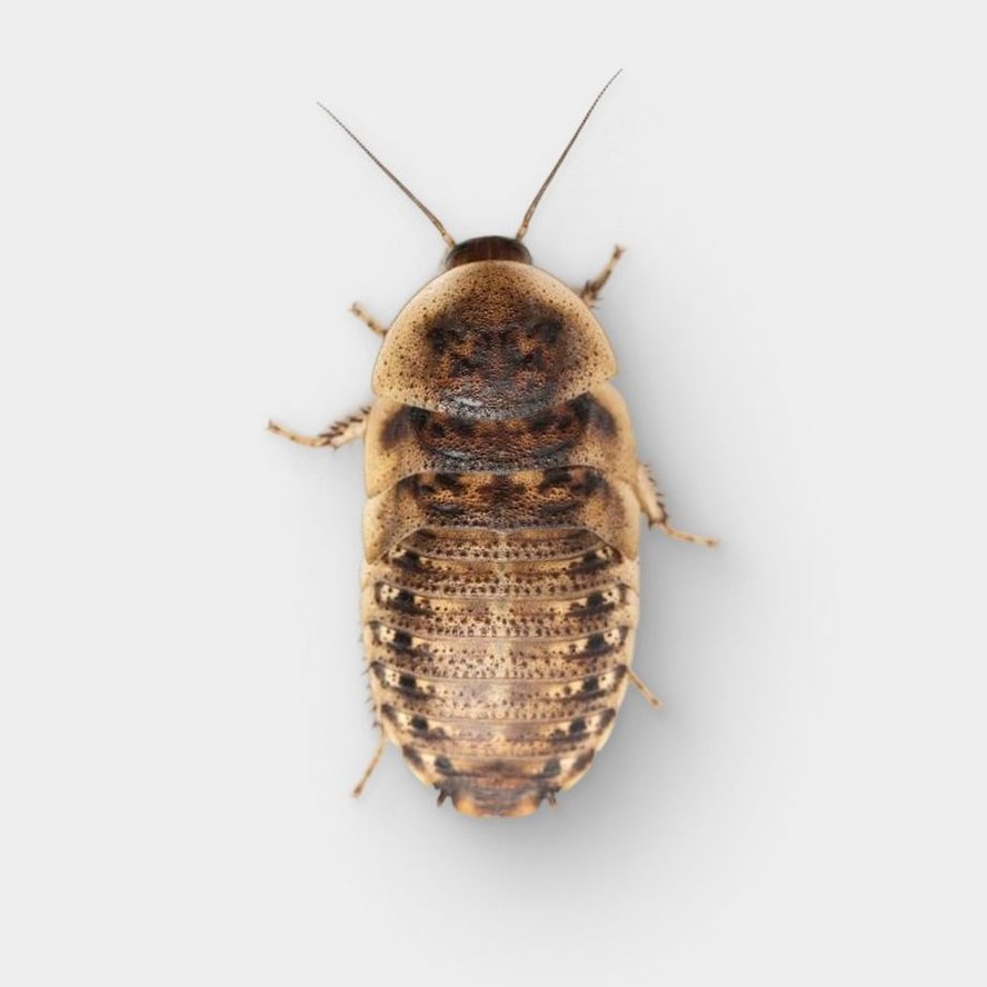 Live Feeder Bugs & Insects | Chewy