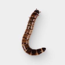 Live Superworms