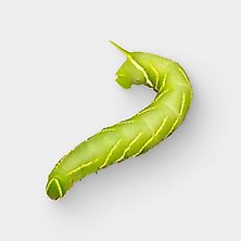 Live Hornworms