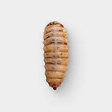 Black Solider Fly Larvae