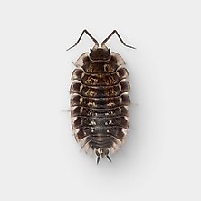 Live Isopods