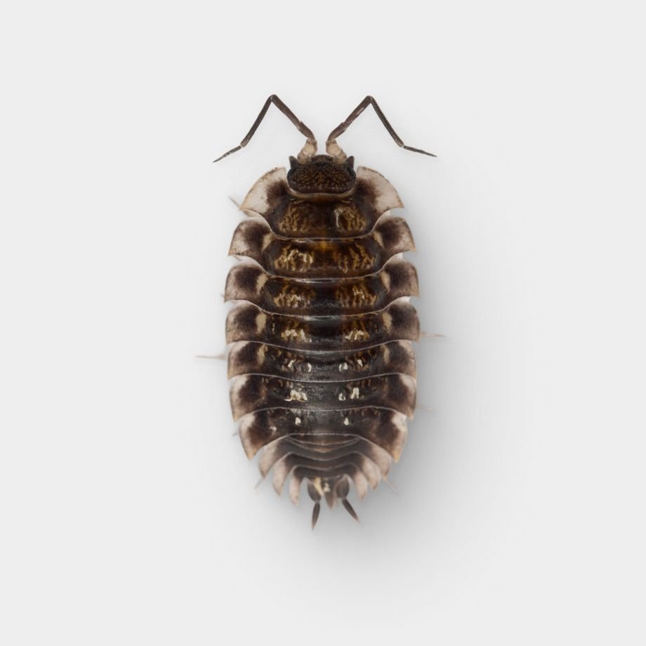 Live Feeder Bugs & Insects | Chewy