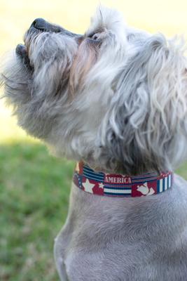 Show full view: Country Brook Petz Premium Spirit of '76 Dog Collar, Small: 11 to 13-in neck, 5/8-in wide slide 2 of 8